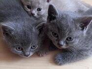 Bkh Kitten Köln - Köln