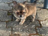 Chihuahua Welpen - Bad Münstereifel
