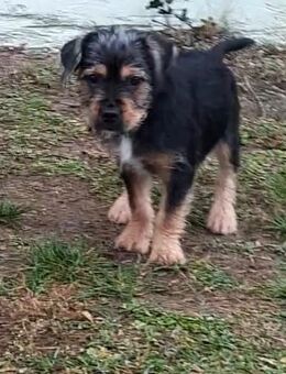 Wunderschöne Französische Bulldogge/Yorki Mischlinge - Oranienburg