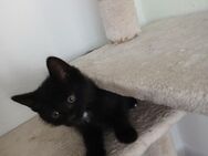 3 Monate alte Kitten abzugeben - Hannover
