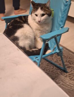 Junge Kater 18 Monate alt zu verkaufen - Ingolstadt Zentrum
