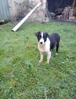 Border Collie Welpen - Finsterwalde Zentrum