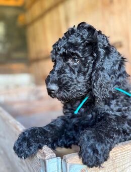 Zuckersüße Labradoodle Welpen - Amt Neuhaus