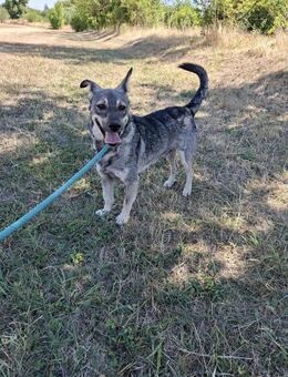 Sozialer RONNIE wartet auf Adoption♥️ - München