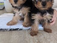 Yorkshire Terrier Welpen abgabebereit - Ohne