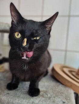 Kimba - Schwielowsee