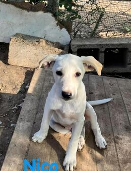 Nico - lieber, braver kleiner Rüde - Bad Karlshafen