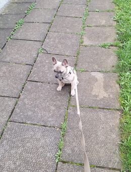 Französische bulldoggen welpen - Hagen (Stadt der FernUniversität)