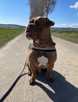 New Englisch Bulldog Rüde - Bad Gandersheim