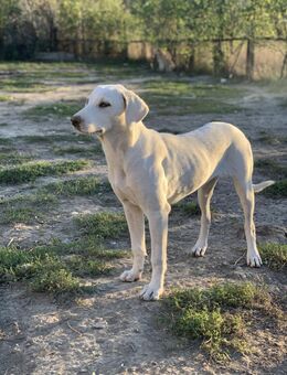 Kali - sucht ihren Lieblingsmenschen - Celle