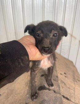 B705 kleines Mädchen sucht rettenden Man - Neuberg