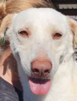 MALEEN-sanfte, wunderschöne Hündin,48cm - Rösrath