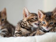 Luxury Bengals - Bremen