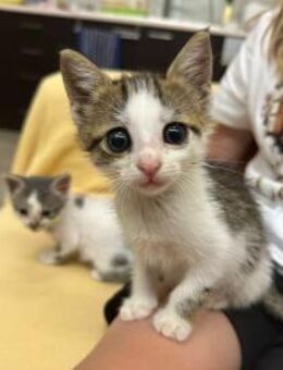 Lilu aus dem Tierschutz - Grevenbroich