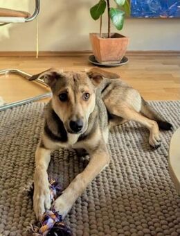 TruskyFröhliche Ohren suchen neue Couch - München