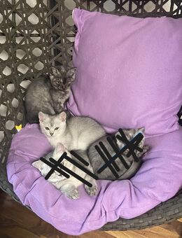 🐾 Süße BKH-Mix Kätzchen – geboren am 01.08.2025 🐾 - Neubrandenburg