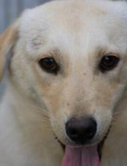 Sancho - verspielt u. kinderlieb - Lohra