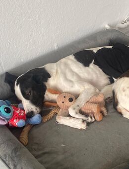 Luna sucht ein Liebevolles Zuhause - Wuppertal