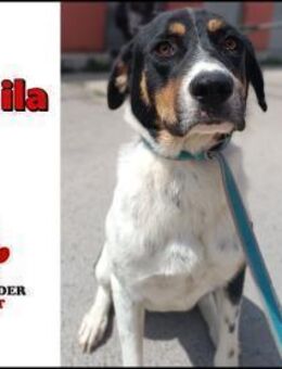 liebe Camila sucht ein Zuhause - Margetshöchheim