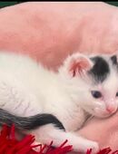 Babykatze Flöckchen darf ausziehen :) in 39240