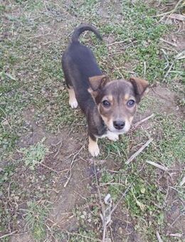 kleine Hundedame Bella - Jestetten