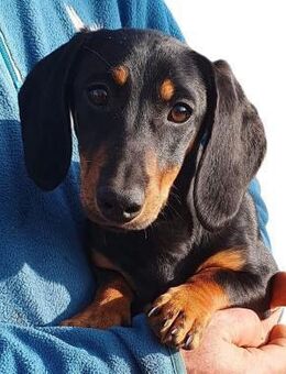 Zara sucht ihr neues Zuhause - Wettenberg