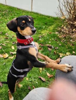 Fröhlicher Muri in Lengede/Niedersachsen - Essen