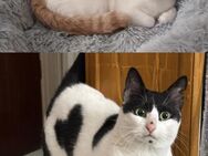 Emmy und Morphy aus dem Tierschutz - Grevenbroich