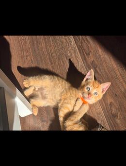 rotes Katzenbaby Kater sucht ein neues liebevolles Zuhause - Hamburg