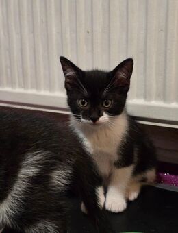 Kitten abzugeben - Neutrebbin