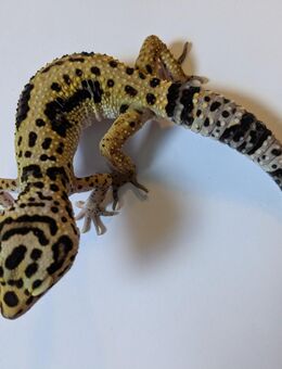 Leopardgecko BS High Yellow 1.0 - Rostock