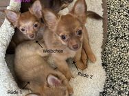 Chihuahua Welpen suchen ein liebevolles Zuhause - Apensen