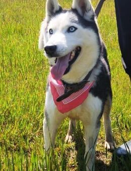 AMARA - junge clevere Husky-Hündin - Kempen