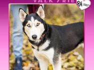 ❤️ VALKYRIE ❤️ - AKTIVES ZUHAUSE GESUCHT - Alfeld (Leine)