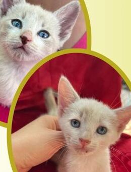 ❤️ Katzenbabys Pepito & Chantia ❤️ - Eislingen (Fils)