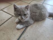 BKH Kitten Kater Zuckersüßer Britisch Kurzhaar Käterchen Bärchen Lilac-White - Dingelstädt