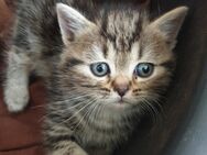 Wunderschöne Katzenbabys, Kitten, Maincoon Mix - Korschenbroich
