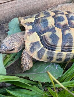 Griechisch Landschildkröte abzugeben - Kirchberg (Murr)