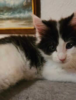 Wunderschöne Maine Coon Kitten mit Stammbaum - Murrhardt
