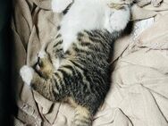 4 Monate alte Katze sucht neues Zuhause - Rietberg