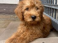 Labradoodle apricot und blond - Hofbieber