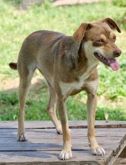 Celly-freundlich und vorsichtig aber tem - Haan