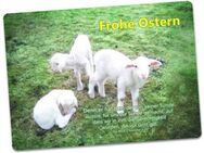 Christliche Osterkarte - Osterlämmer Postkarte Ostern - Ostergruss - Edition Katzenstein - Wilhelmshaven Zentrum