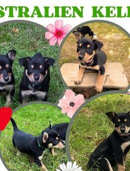 Australian kelpie Welpen - Westerkappeln