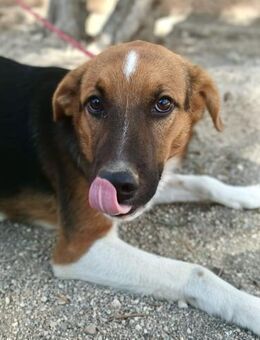 Hooker, freundlich, offen, lernwillig - Westerholt