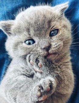 BKH Kitten blue - Gladbeck