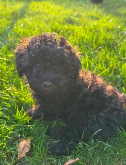 Cavapoo Welpen - 3 Rüden suchen noch ihre neue Familie - Oyten
