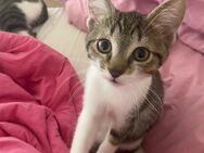 3 Monate alte weibliche Katze - Hanhofen