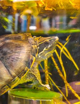 Moschusschildkröte - Sternotherus odoratus - Nürnberg