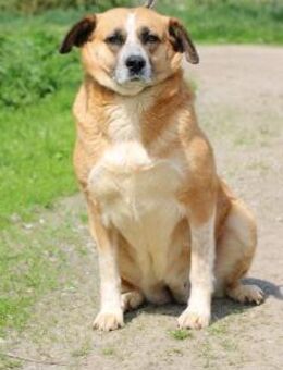 Bania - ruhig u. verschmust - Lohra